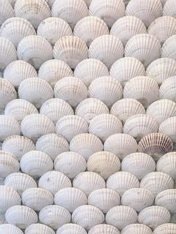 ホタテ貝オブジェ ホタテ貝,飾り,素材の写真素材