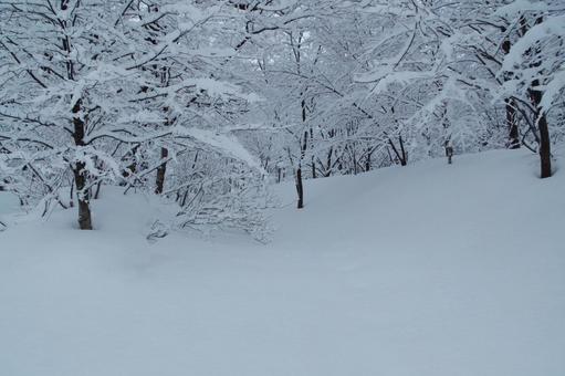 雪の森林 雪の森林 木,森,森林の写真素材