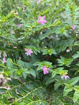 メキシキコハナヤナギ 花 メキシキコハナヤナギ 花の写真