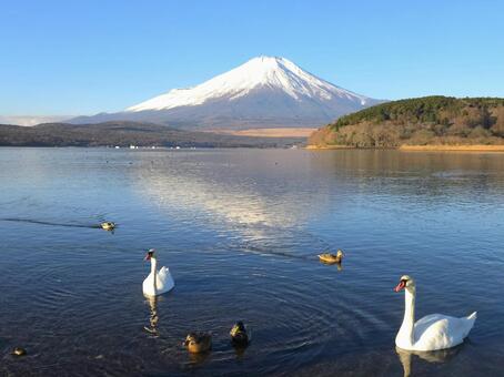 雪の富士山と山中湖 富士山,雪景色,山中湖の写真素材