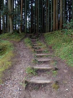 森の中へ続く道 道,小道,森の写真素材