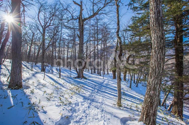 栃木県　奥日光・戦場ヶ原の風景 栃木県,日光,戦場ヶ原の写真素材