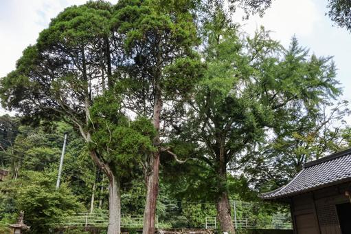 白石大明神の名木群 白石神社,名木,古木の写真素材