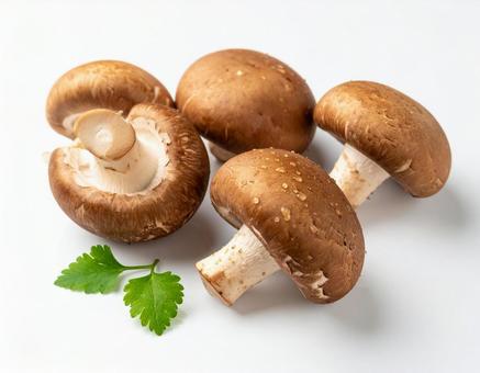 秋の味覚 しいたけ 白背景 秋の味覚 しいたけ 白背景の写真