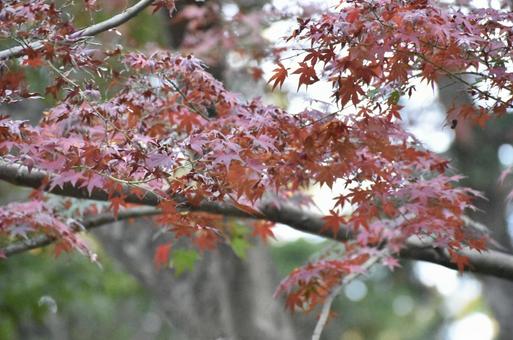紅葉 紅葉の写真
