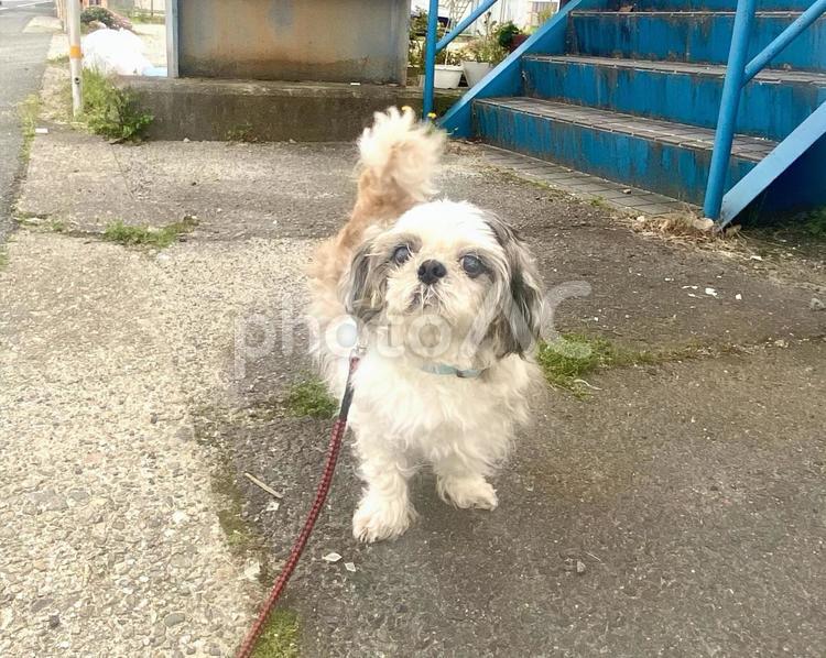 お散歩中のシーズー犬 犬,シーズー,散歩の写真素材