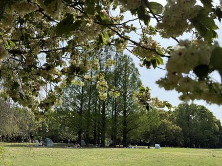 春の市民の森。 春の市民の森。 市民の森,見沼グリーンセンター,さいたま市北区の写真素材