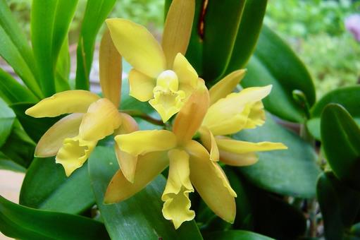 ミニカトレア カトレア,蘭,洋蘭の写真素材