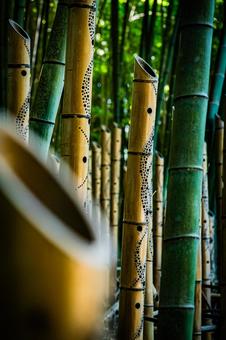 栃木県　竹林 栃木,栃木県,宇都宮市の写真素材