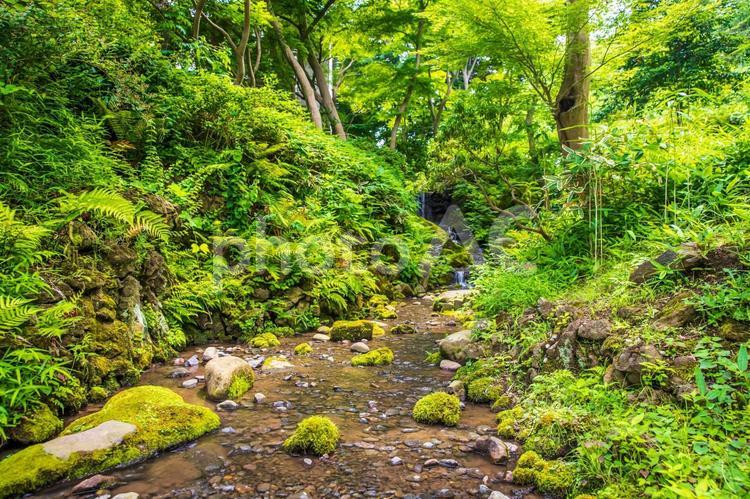 神奈川県　三渓園の風景 三渓園,日本庭園,庭園の写真素材