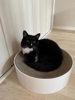 タキシード猫・靴下猫 猫,ペット,かわいいの写真素材