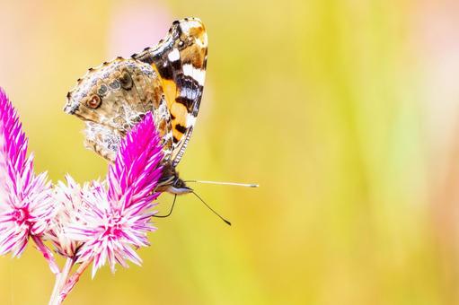 アカタテハ(46) 蝶,アカタテハ,昆虫の写真素材