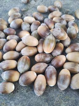 どんぐり どんぐり,自然,いっぱいの写真素材