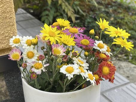 菊の花 菊,花,秋の写真素材
