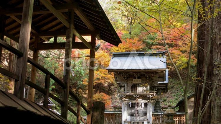 上田市信州の鎌倉塩野神社の紅葉 信州,上田市,塩野神社の写真素材