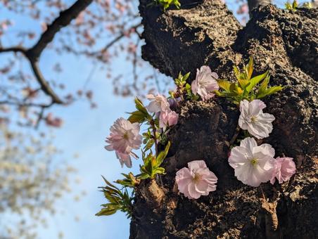 桜 桜 桜,花,春の写真素材