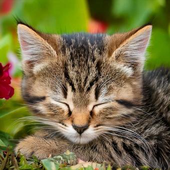 地面で眠る子猫 地面で眠る子猫の写真