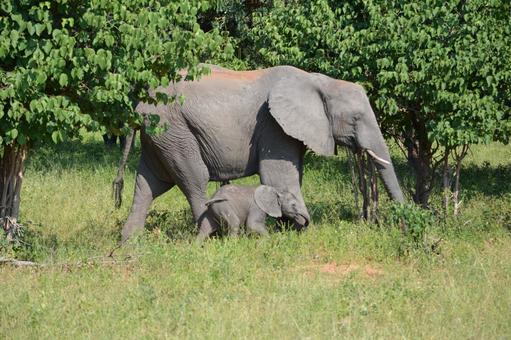 Photo, elephant, parenting, child elephant, 