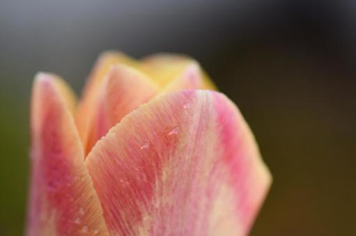 チューリップ チューリップ 花,ちゅーりっぷ,ピンクの写真素材