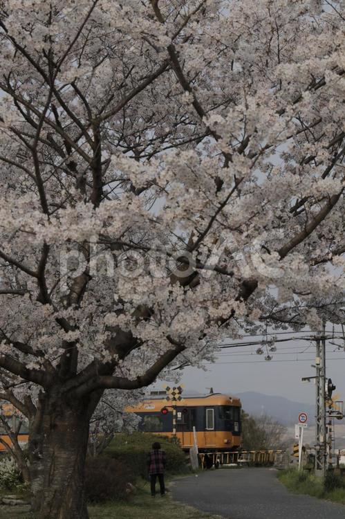 満開の堤防と小さな踏切 近鉄京都線,特急列車,スナックカーの写真素材