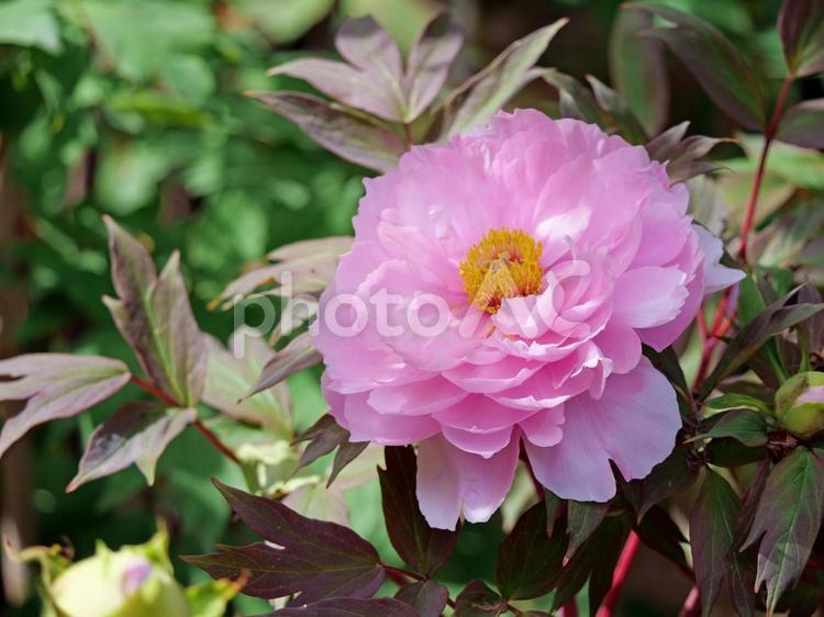 美しい牡丹の花23 牡丹,ボタン科,富貴花の写真素材