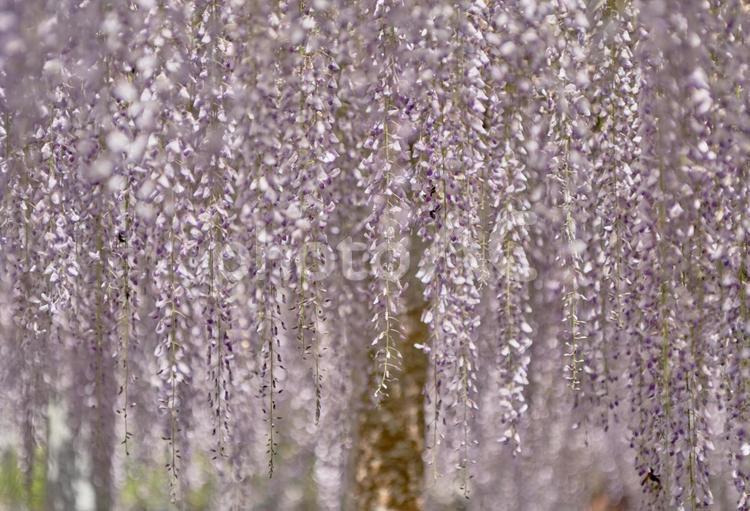 鮮やかに咲く藤の花 風景,藤,花の写真素材