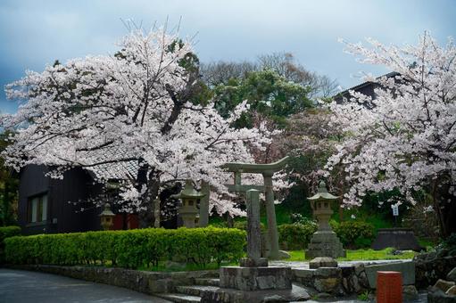 佐渡島の桜 佐渡島の桜,桜,神社の写真素材