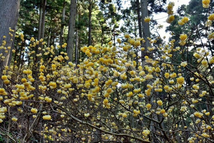 森の妖精、ミツマタの花 花,みつまた,ミツマタの写真素材