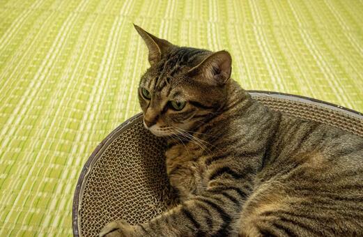 爪とぎの中でくつろぐ元保護猫 猫,動物,キジトラの写真素材