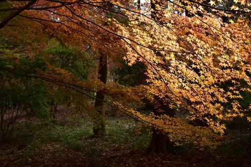 秋:紅葉12 秋:紅葉12の写真