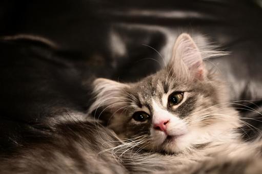 子猫 子猫 子猫,ペット,動物の写真素材
