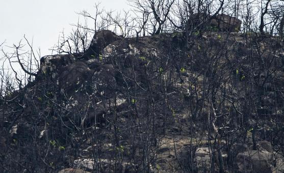 山火事のあと〜岡山市南区 山林火災,林野火災,自然災害の写真素材