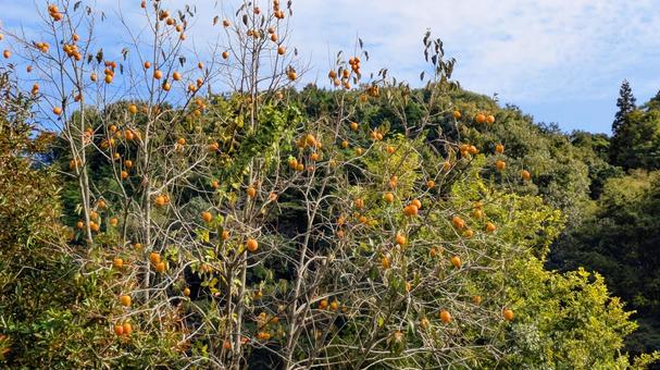 実りの点描 秋,自然,柿の写真素材