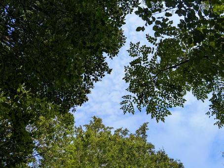 森から青空を見る 森から青空を見るの写真