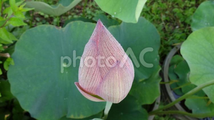 蓮　つぼみ　大写し　ふっくら 蓮,蕾,はすの写真素材
