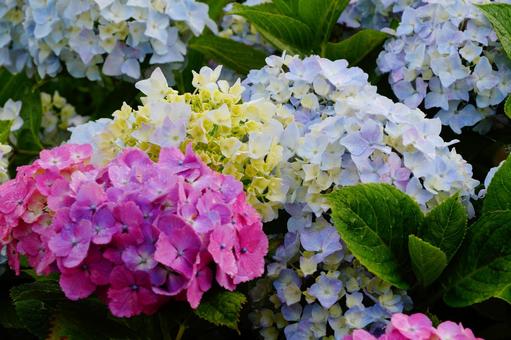 アジサイの花 アジサイの花の写真