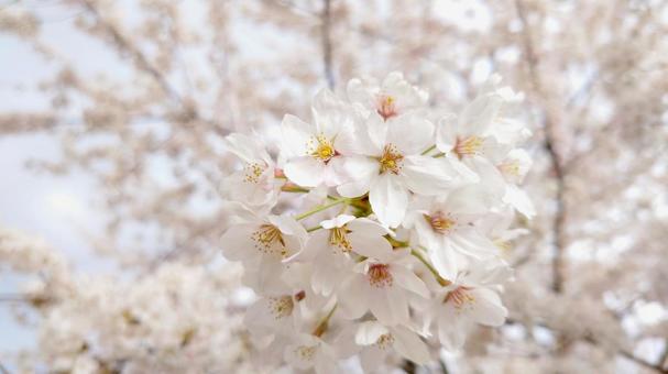 桜満開 桜,ソメイヨシノ,染井吉野の写真素材