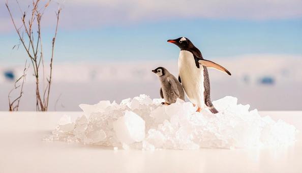 氷の上のペンギンの親子の人形の写真