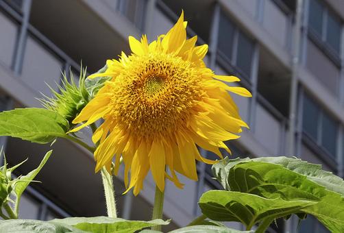 ヒマワリ [Sunflower]-012の写真