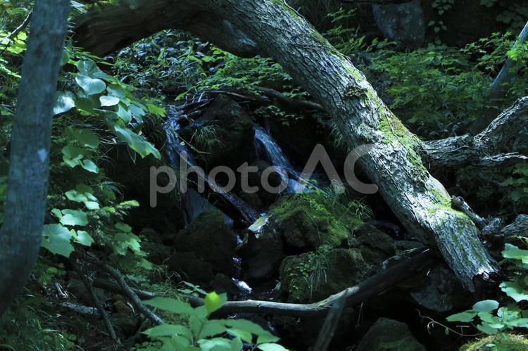 ちいさな川の流れ 川,水,流れの写真素材
