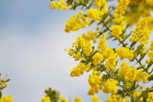 Yellow Flower, JPG