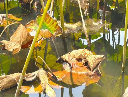 移り行く季節を見せてくれる蓮の葉 枯れた,蓮の葉,水辺の写真素材