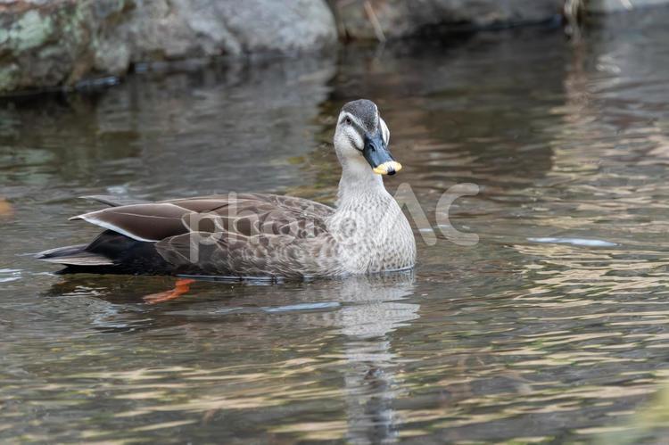 池に浮かぶカルガモの横顔 カルガモ,鳥,野鳥の写真素材