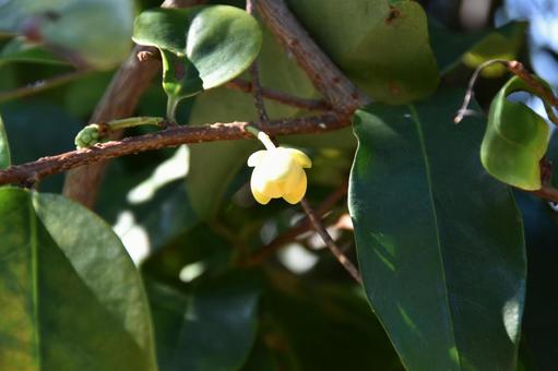 サネカズラの写真