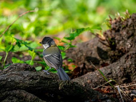 地面を歩くシジュウカラ 地面を歩くシジュウカラ シジュウカラ,野鳥,鳥の写真素材