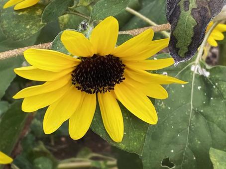 ヒマワリの写真