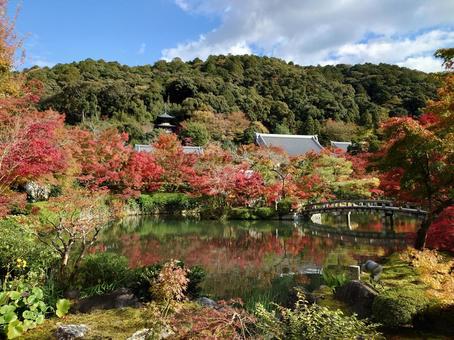 永観堂 紅葉 永観堂 紅葉 紅葉,京都,永観堂の写真素材