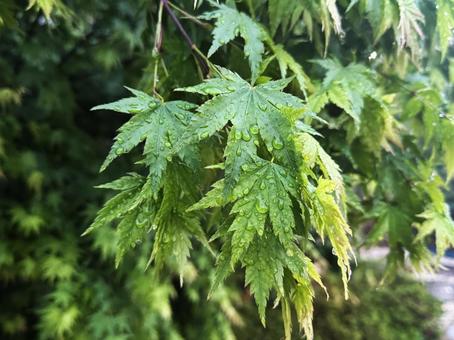木の葉と雫 木の葉と雫の写真