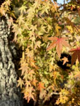 もみじ　紅葉 もみじ,紅葉,モミジの写真素材