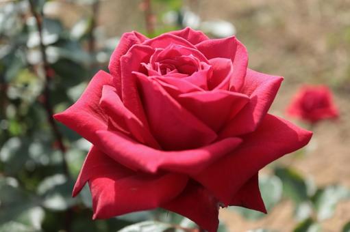 バラ園にて赤い薔薇を撮った写真 バラ園にて赤い薔薇を撮った写真の写真